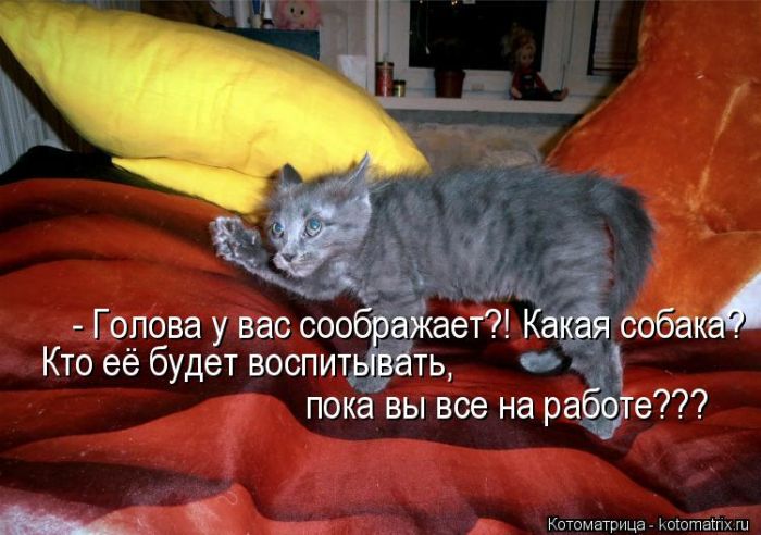 Лучшие котоматрицы недели