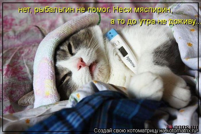 Лучшие котоматрицы недели