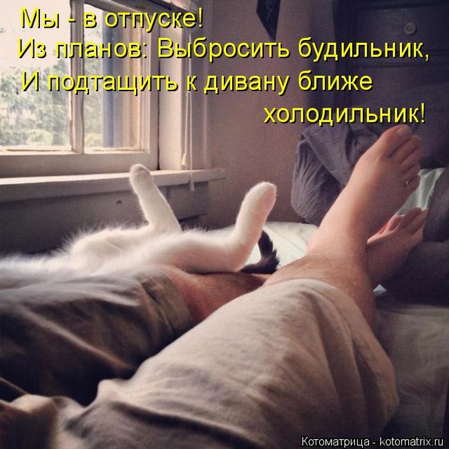 Лучшие котоматрицы недели