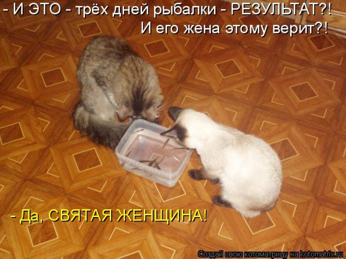 Лучшие котоматрицы недели