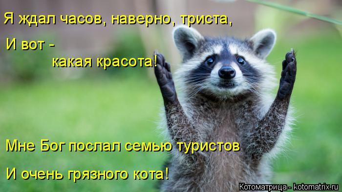 Лучшие котоматрицы недели