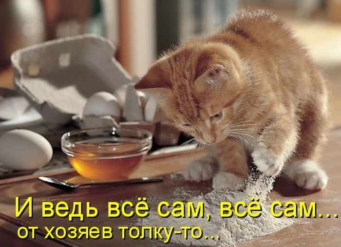 Лучшие котоматрицы недели