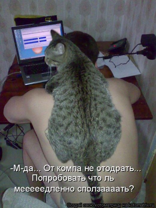 Лучшие котоматрицы недели