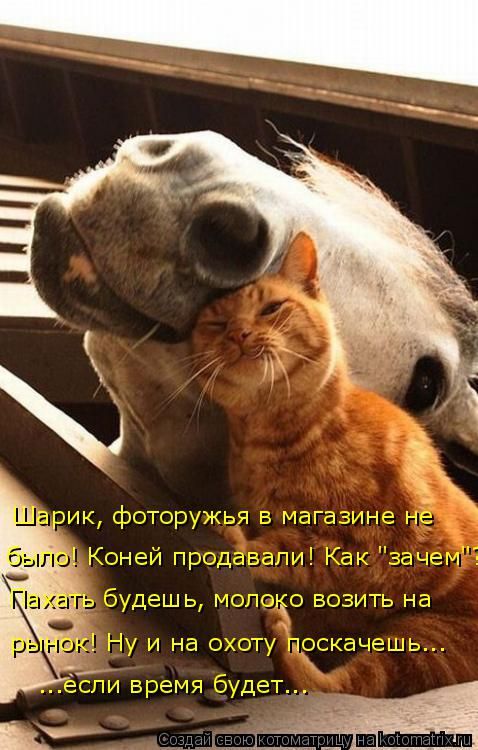 Лучшие котоматрицы недели