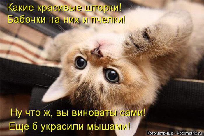 Лучшие котоматрицы недели