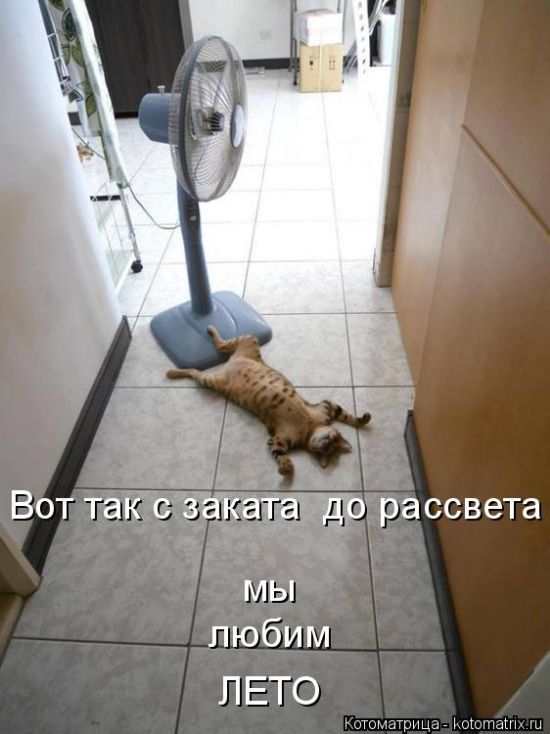 Лучшие котоматрицы недели