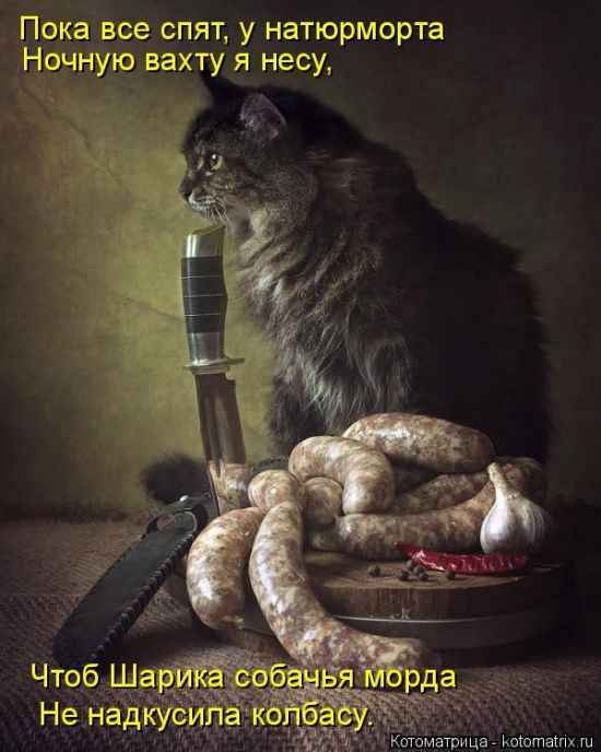 Лучшие котоматрицы недели