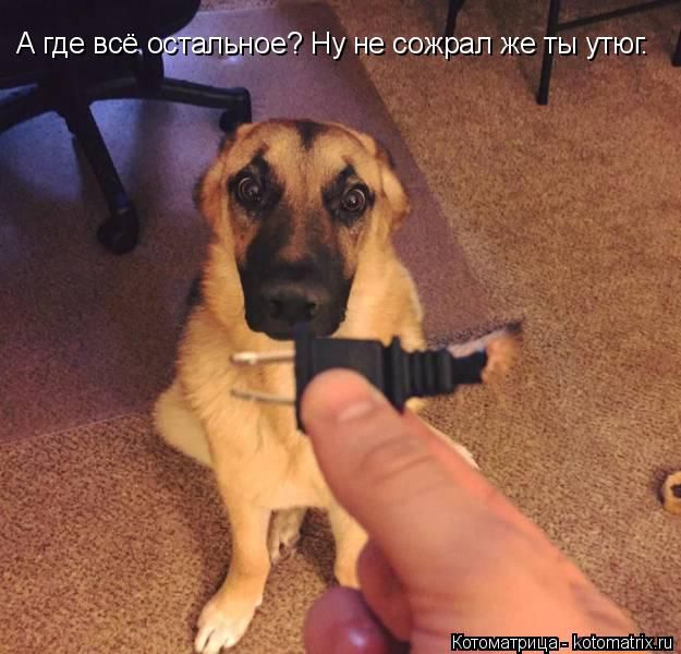 Лучшие котоматрицы недели