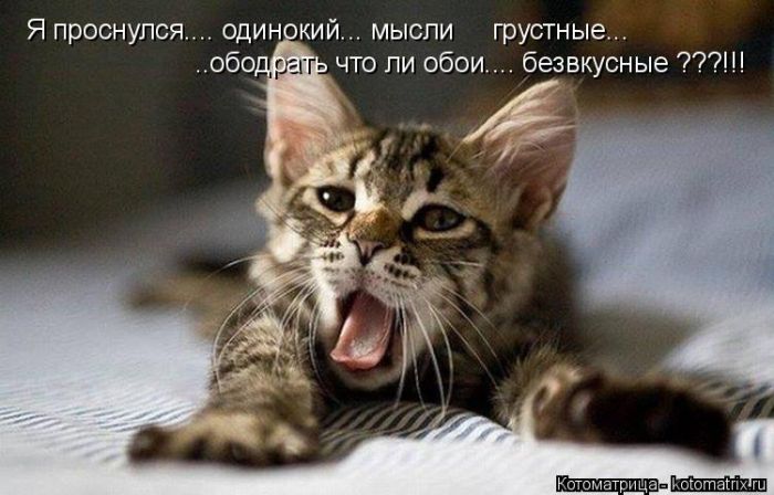 Лучшие котоматрицы недели
