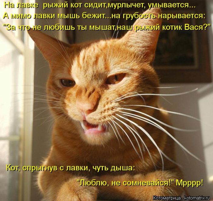Лучшие котоматрицы недели