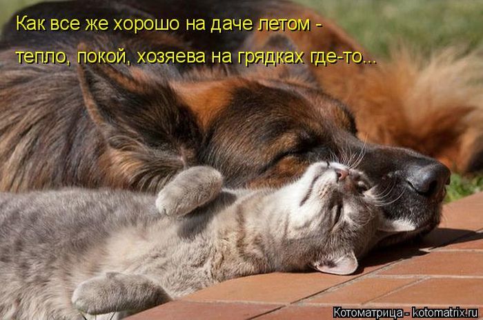 Лучшие котоматрицы недели