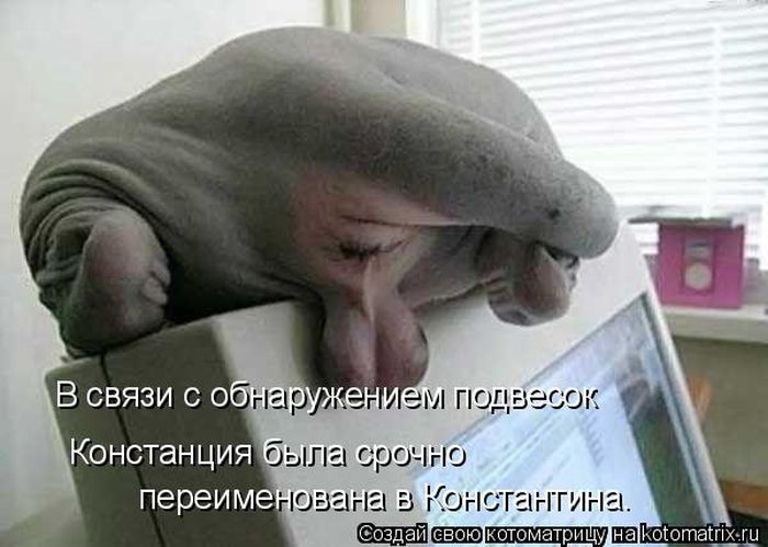 Лучшие котоматрицы недели