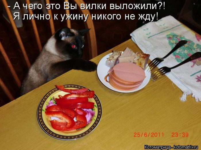 Лучшие котоматрицы недели