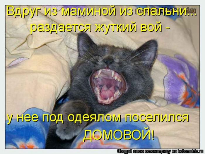Лучшие котоматрицы недели