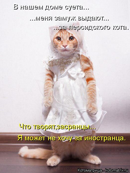 Лучшие котоматрицы недели
