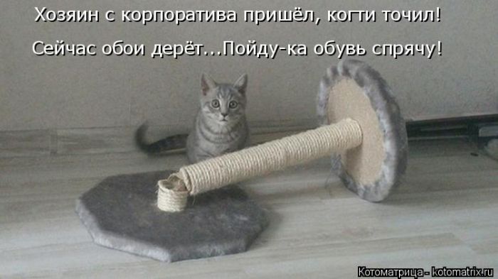 Лучшие котоматрицы недели