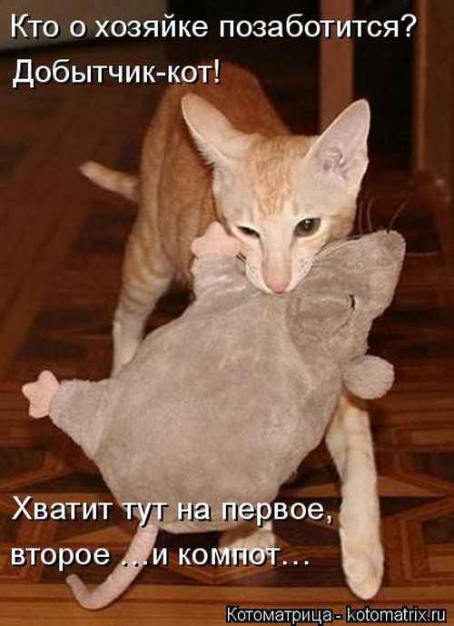 Лучшие котоматрицы недели