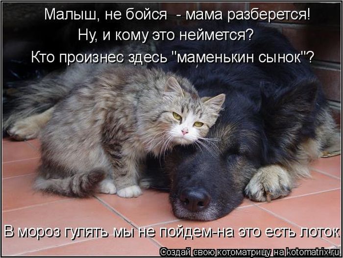 Лучшие котоматрицы недели