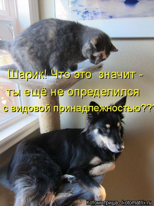 Лучшие котоматрицы недели
