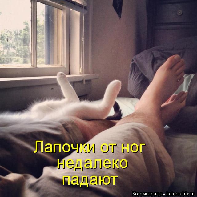 Лучшие котоматрицы недели
