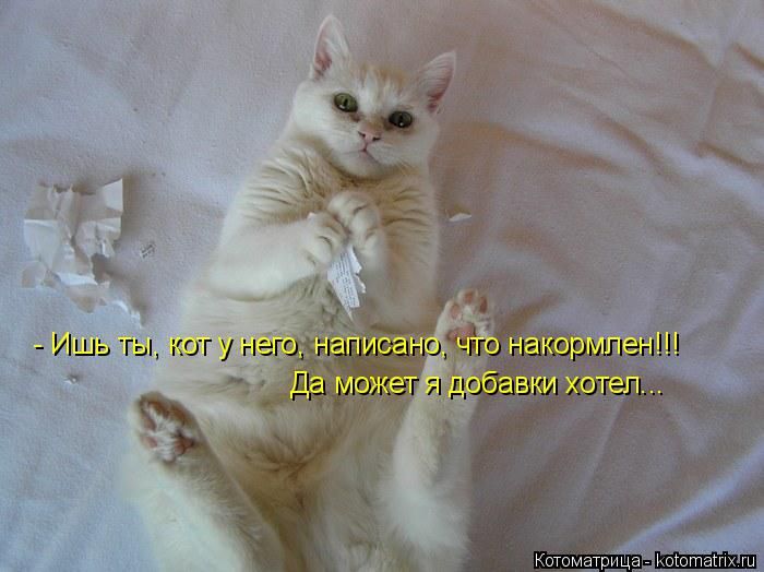 Лучшие котоматрицы недели