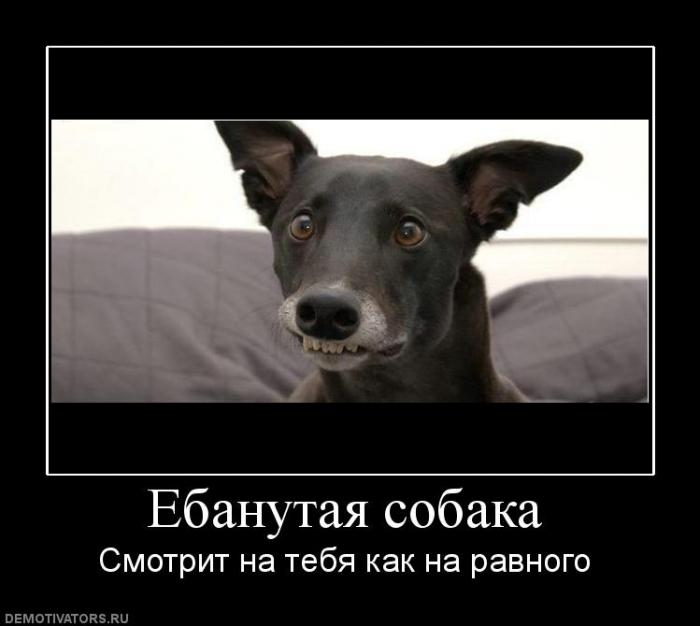 Демотиваторы  (69 фото)