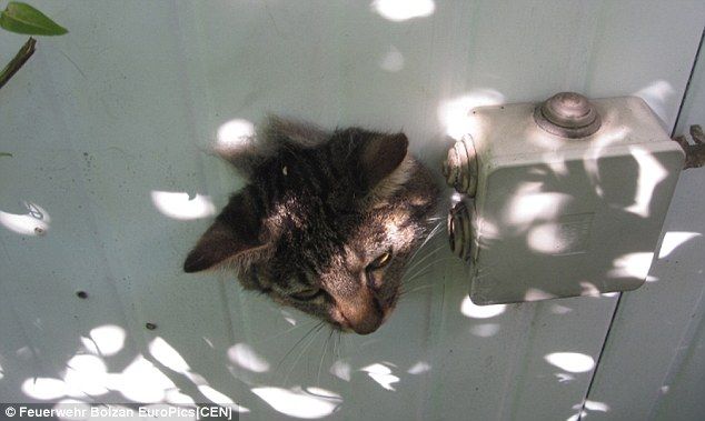 Безголовый кот
