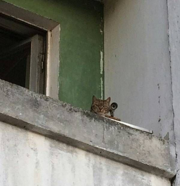 Прикольные картинки