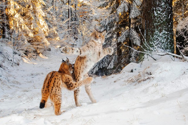 Лучшие фото конкурса дикой природы Wildlife Photographer of the Year