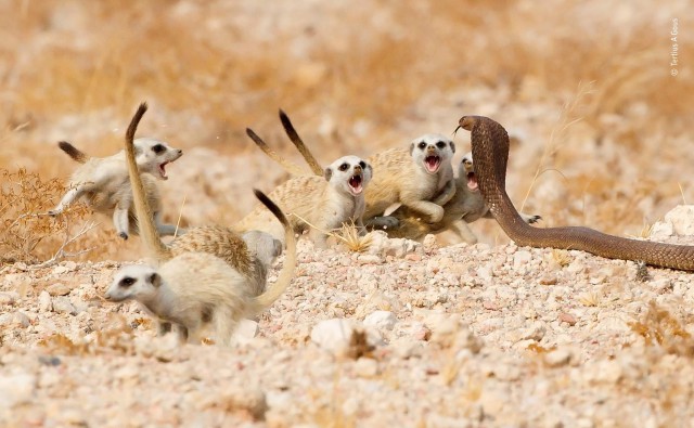 Лучшие фото конкурса дикой природы Wildlife Photographer of the Year