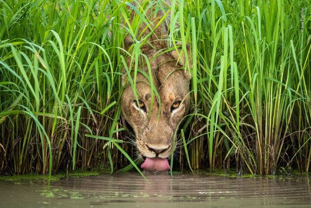 Лучшие фото конкурса дикой природы Wildlife Photographer of the Year