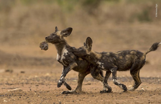 Лучшие фото конкурса дикой природы Wildlife Photographer of the Year