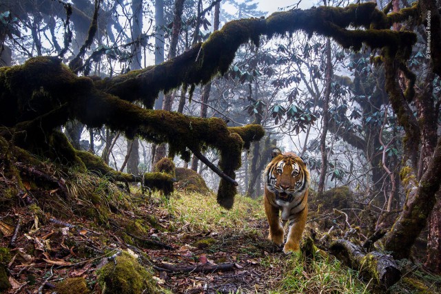 Лучшие фото конкурса дикой природы Wildlife Photographer of the Year