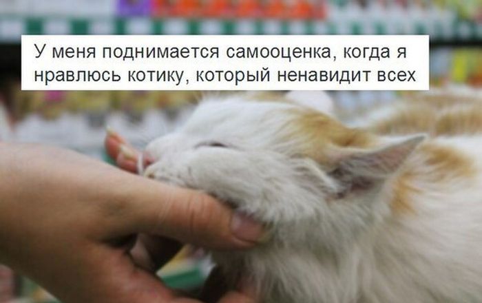 Порция картинок