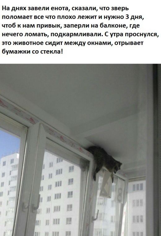 Порция картинок