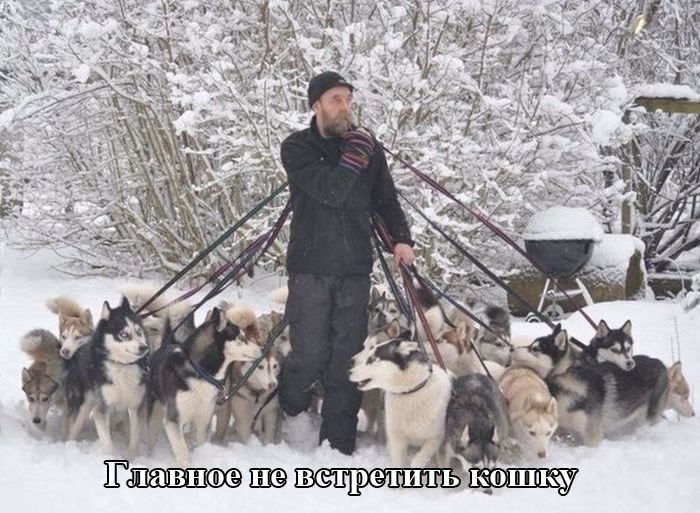 Порция картинок