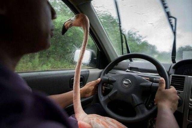Прикольные картинки