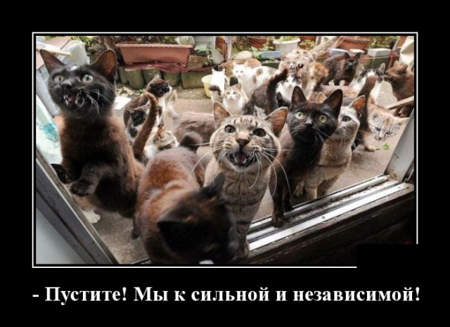 Демотиваторы