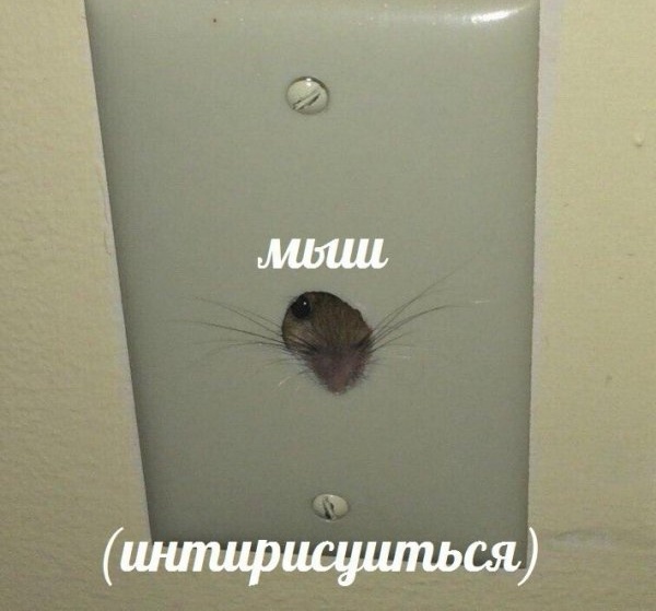 Нестандартный юмор с просторов сети