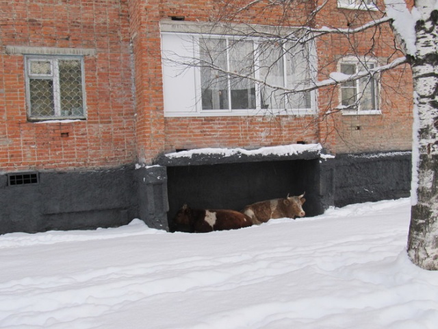 Когда внезапно наступила зима