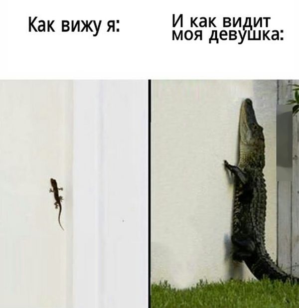Прикольные картинки