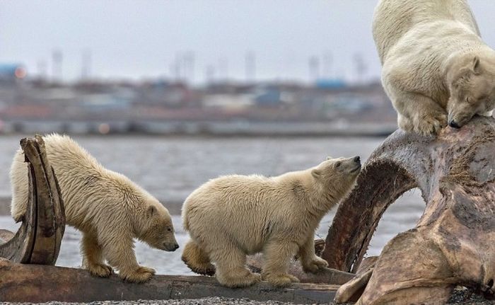 Белая медведица застряла в костях кита