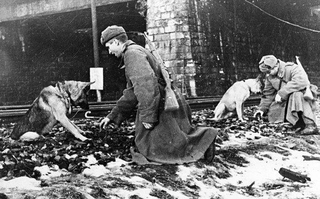 Как животные помогли победить Красной Армии