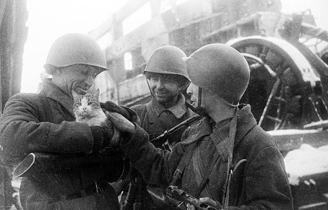 Как животные помогли победить Красной Армии