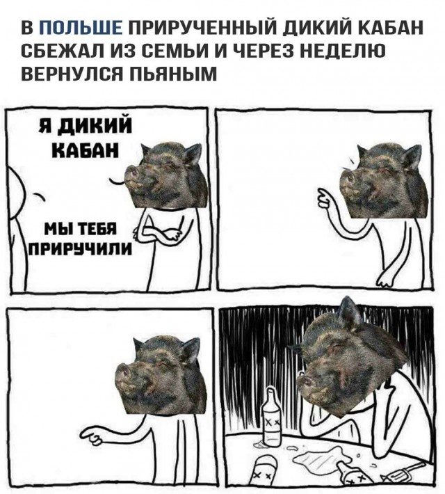 Забавные картинки без смысловой нагрузки