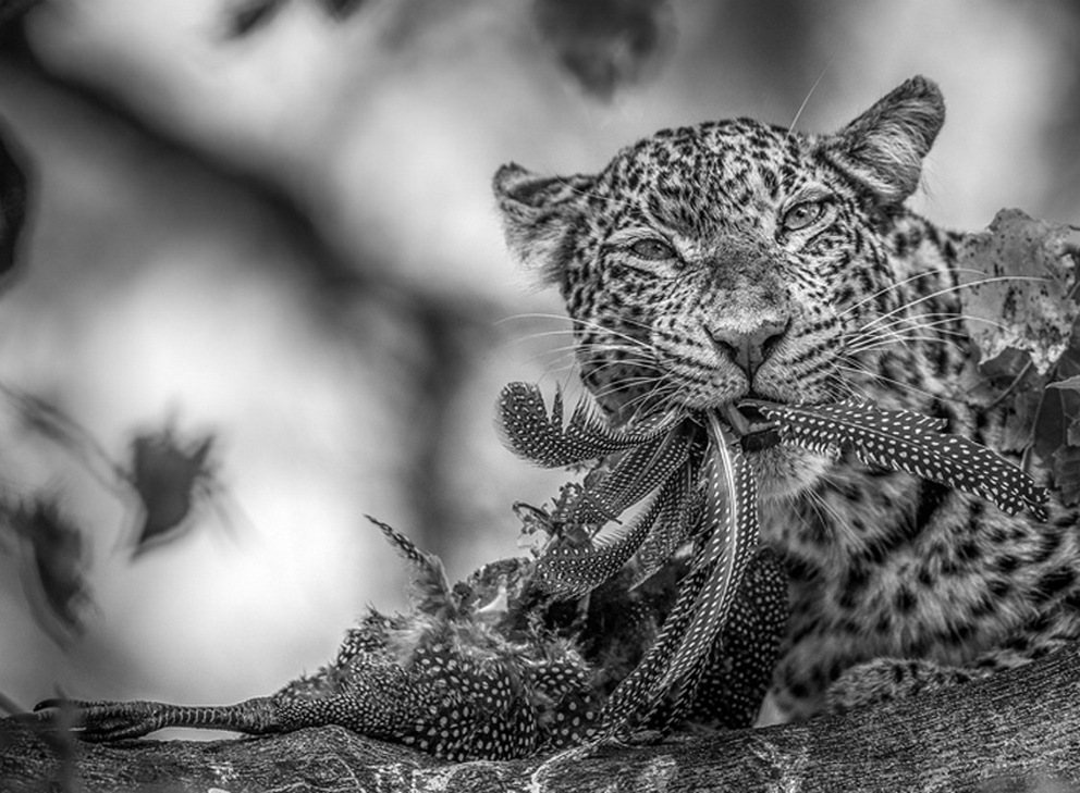 Фотоконкурс Sony World Photography Awards Фотоконкурс Sony World Photography Awards