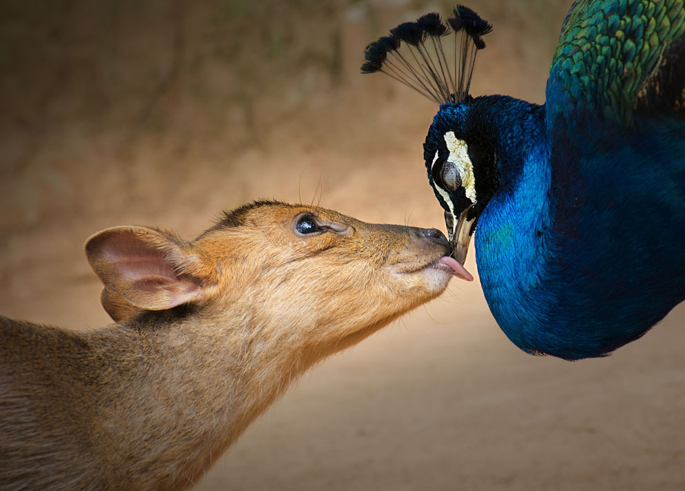 Фотоконкурс Sony World Photography Awards