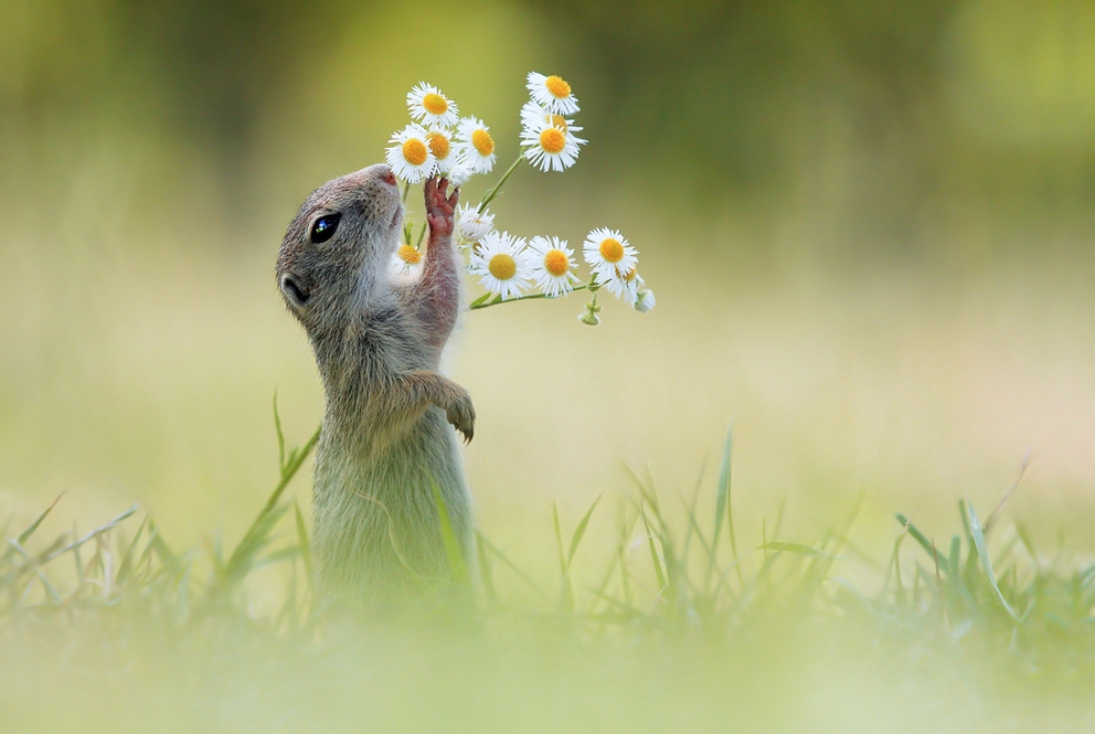 Фотоконкурс Sony World Photography Awards Фотоконкурс Sony World Photography Awards