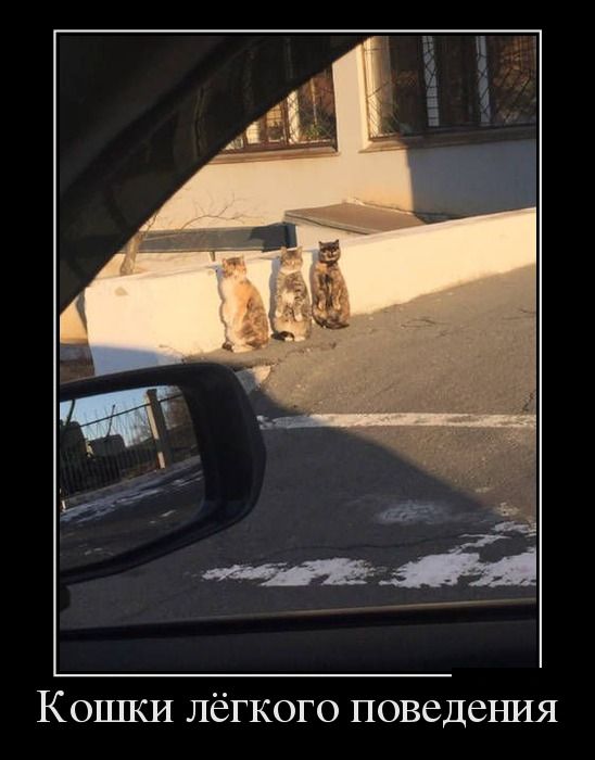 Демотиваторы