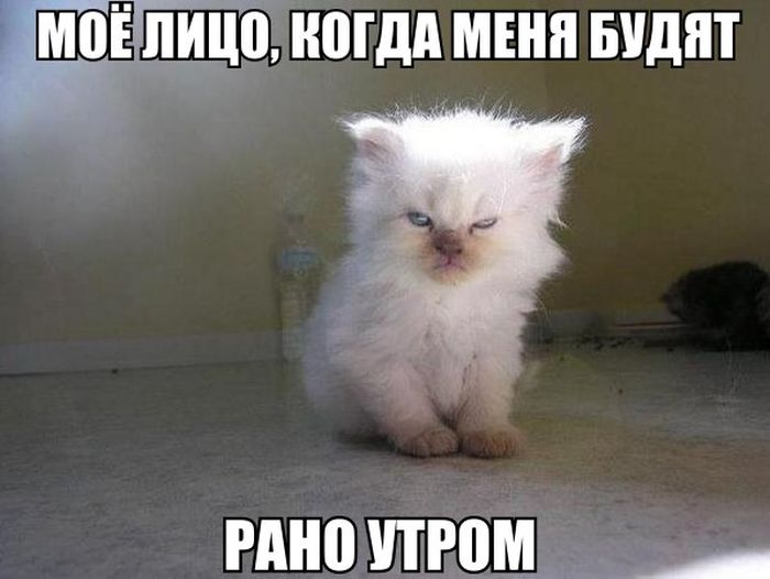 Прикольные картинки
